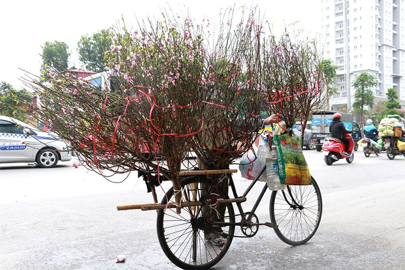 Ngắm đào sớm tháng Chạp trên phố phường Hà Nội 