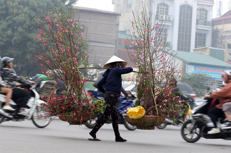 Ngắm đào sớm tháng Chạp trên phố phường Hà Nội 